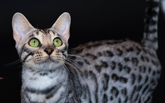 United States Best Bengal Breeder